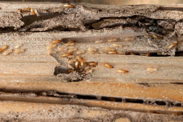 Best Cockroach Control Services  in Trenton, GA
